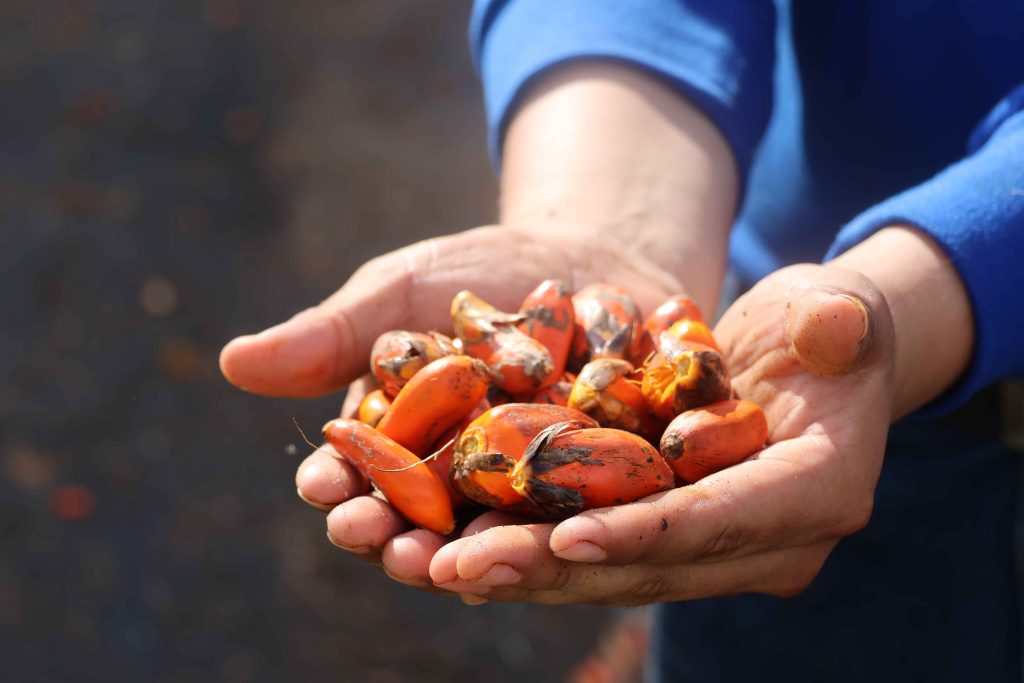 Trabajador de Energy Palma sosteniendo frutos de palma